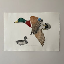 Load image into Gallery viewer, &#39;Mallard in Flight&#39;
