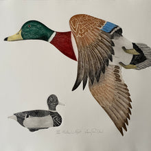Load image into Gallery viewer, &#39;Mallard in Flight&#39;
