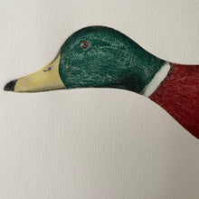 Load image into Gallery viewer, &#39;Mallard in Flight&#39;
