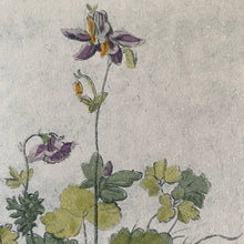 Load image into Gallery viewer, Original etching after Albrecht Dürer watercolour
