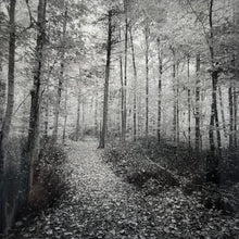 Load image into Gallery viewer, Autumn Path by Jordan Craig
